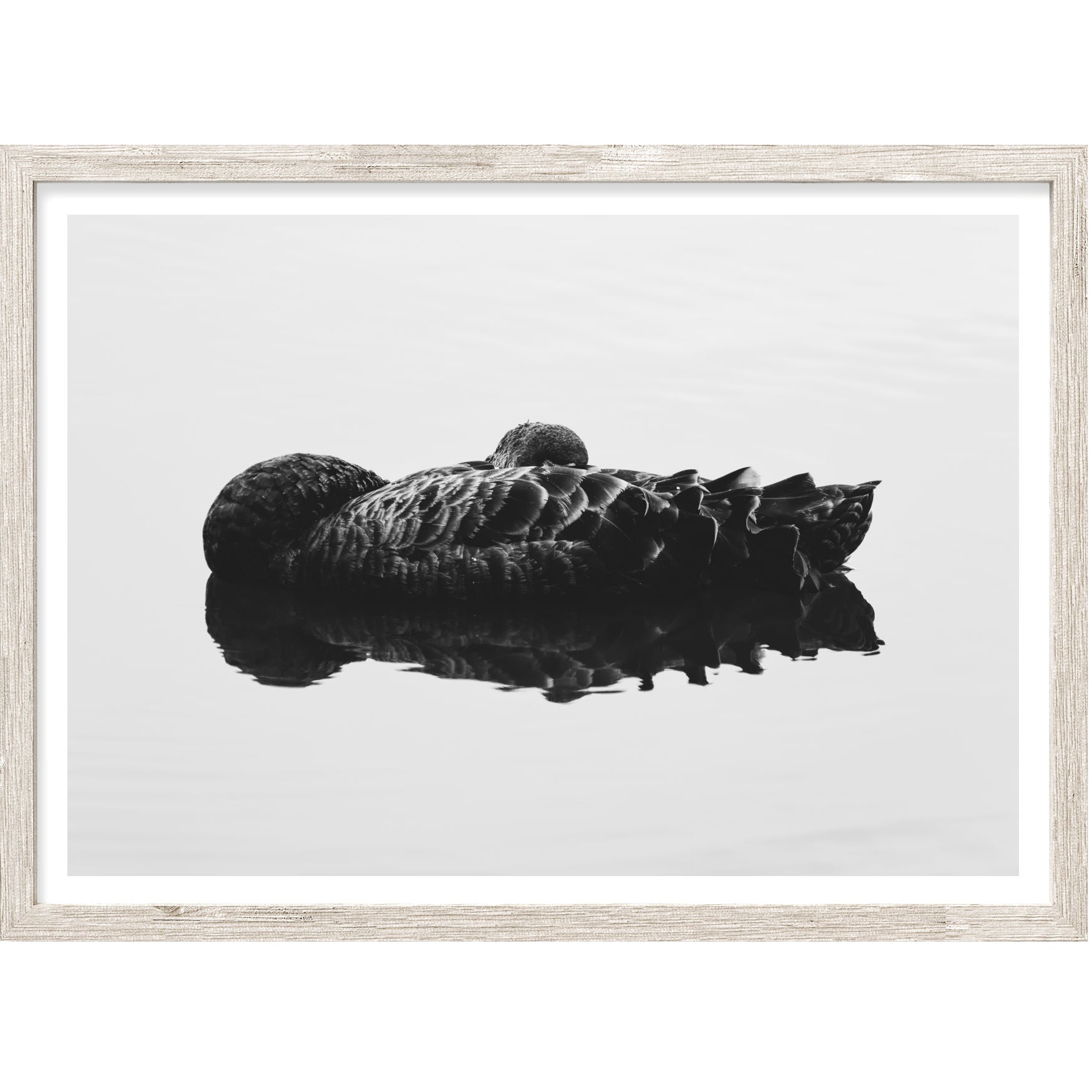 Black Swan I | Nature Wall Art | Canvas Print or Art Poster – ARRTOPIA