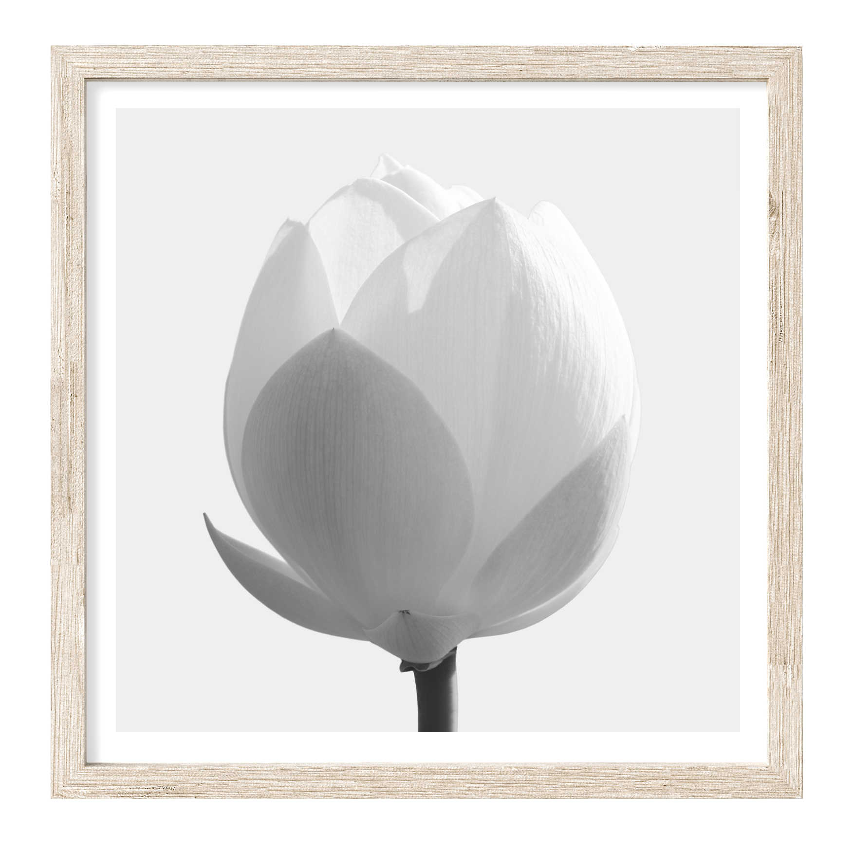 Lotus Flower Square | Flower Wall Art | Canvas Print or Art Poster ...