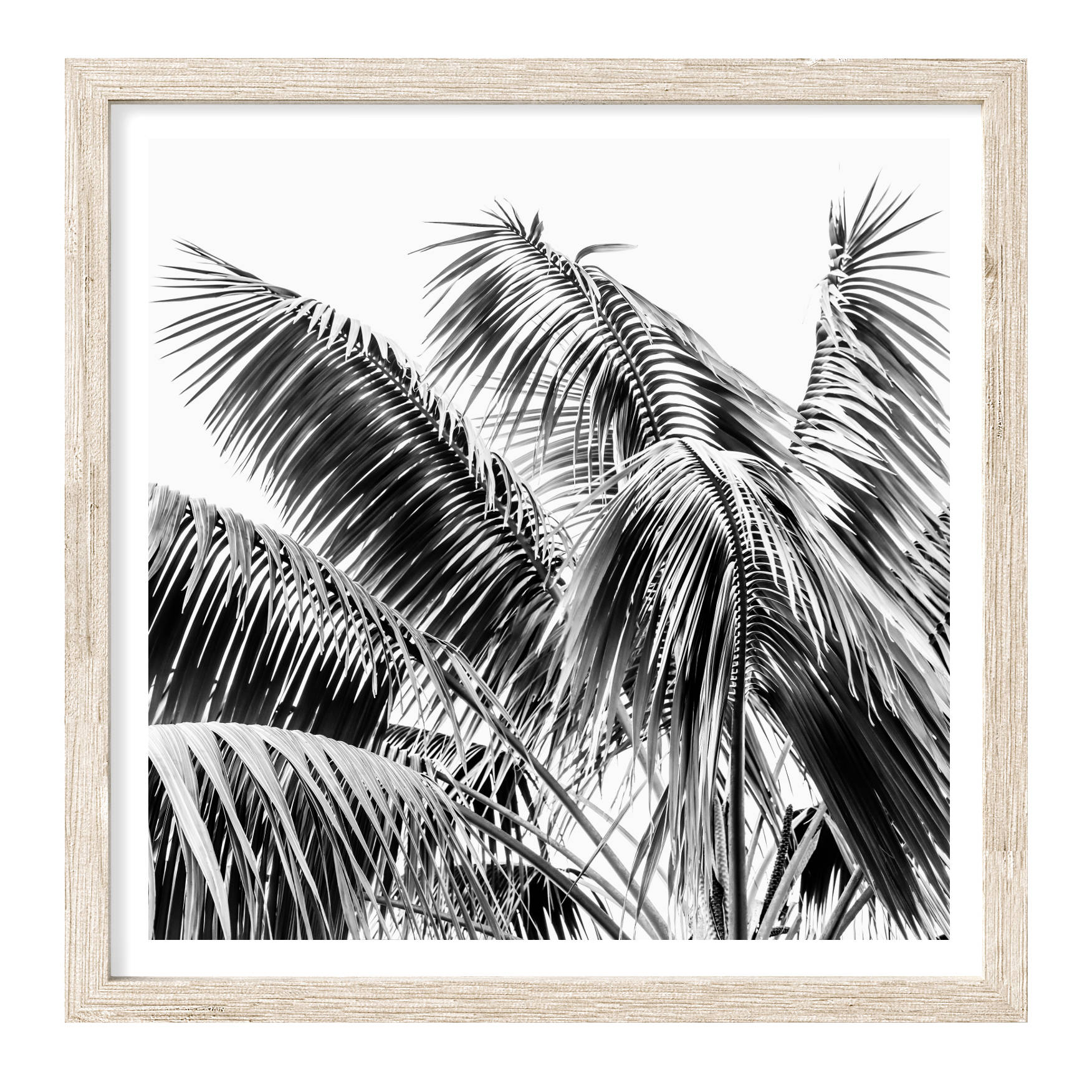 Black & White Palm Leaves II Square | Palm Wall Art | Canvas Print or ...