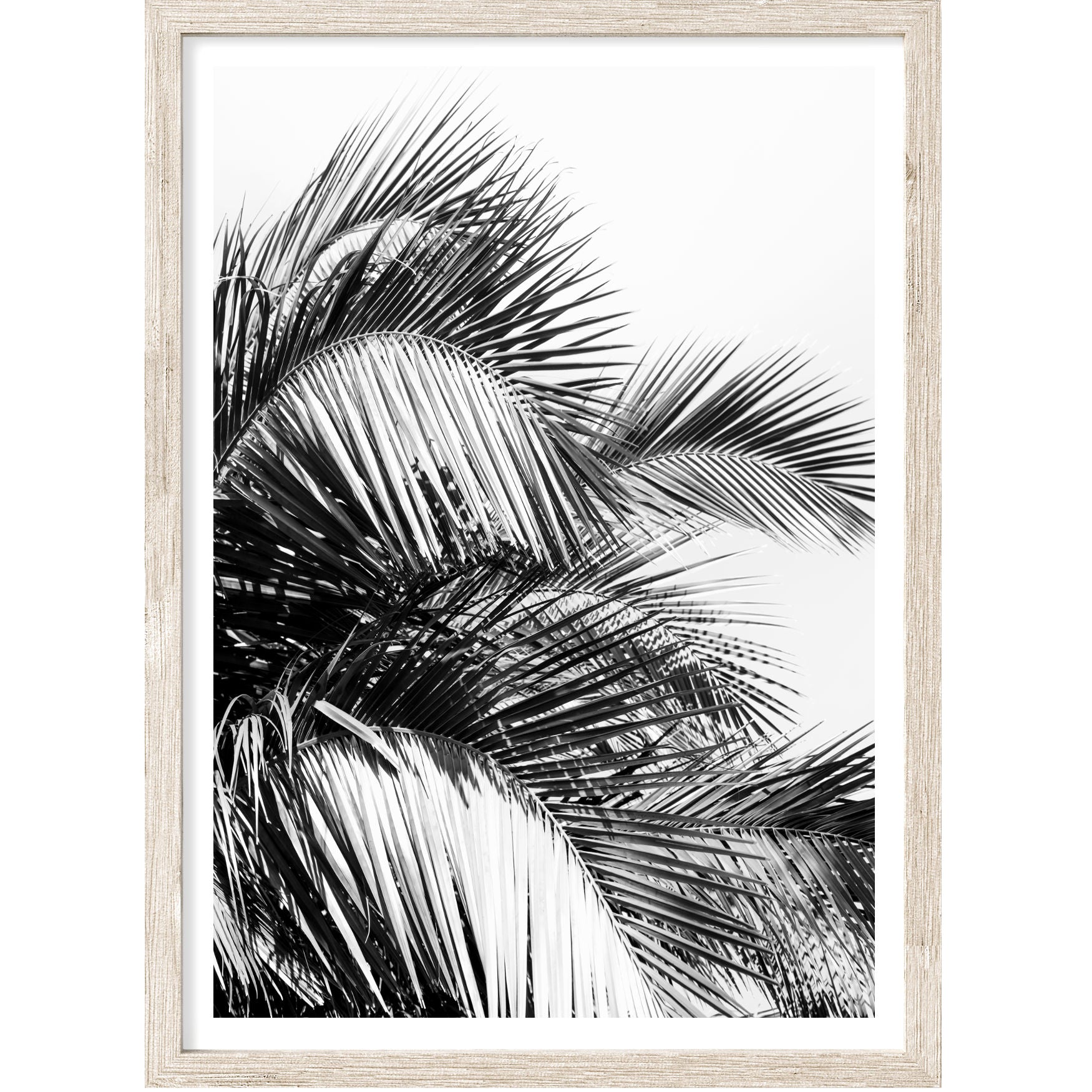 Black & White Palm Leaves I | Palm Wall Art | Canvas Print or Art ...