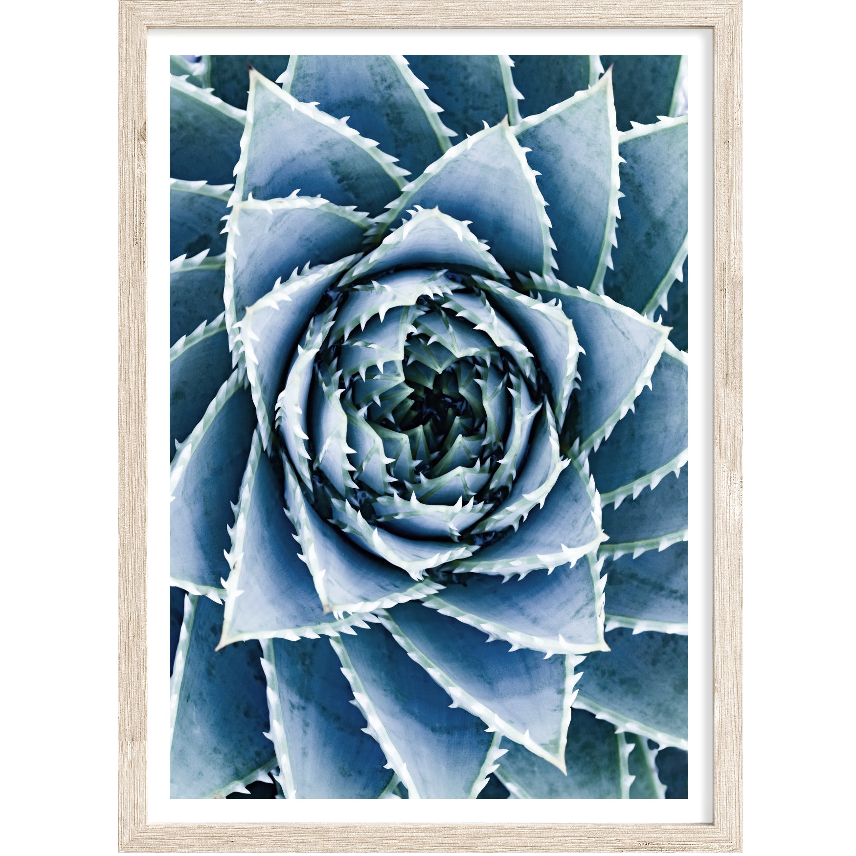 Blue Succulent Closeup | Botanical Wall Art | Wall Art Poster or Canvas ...