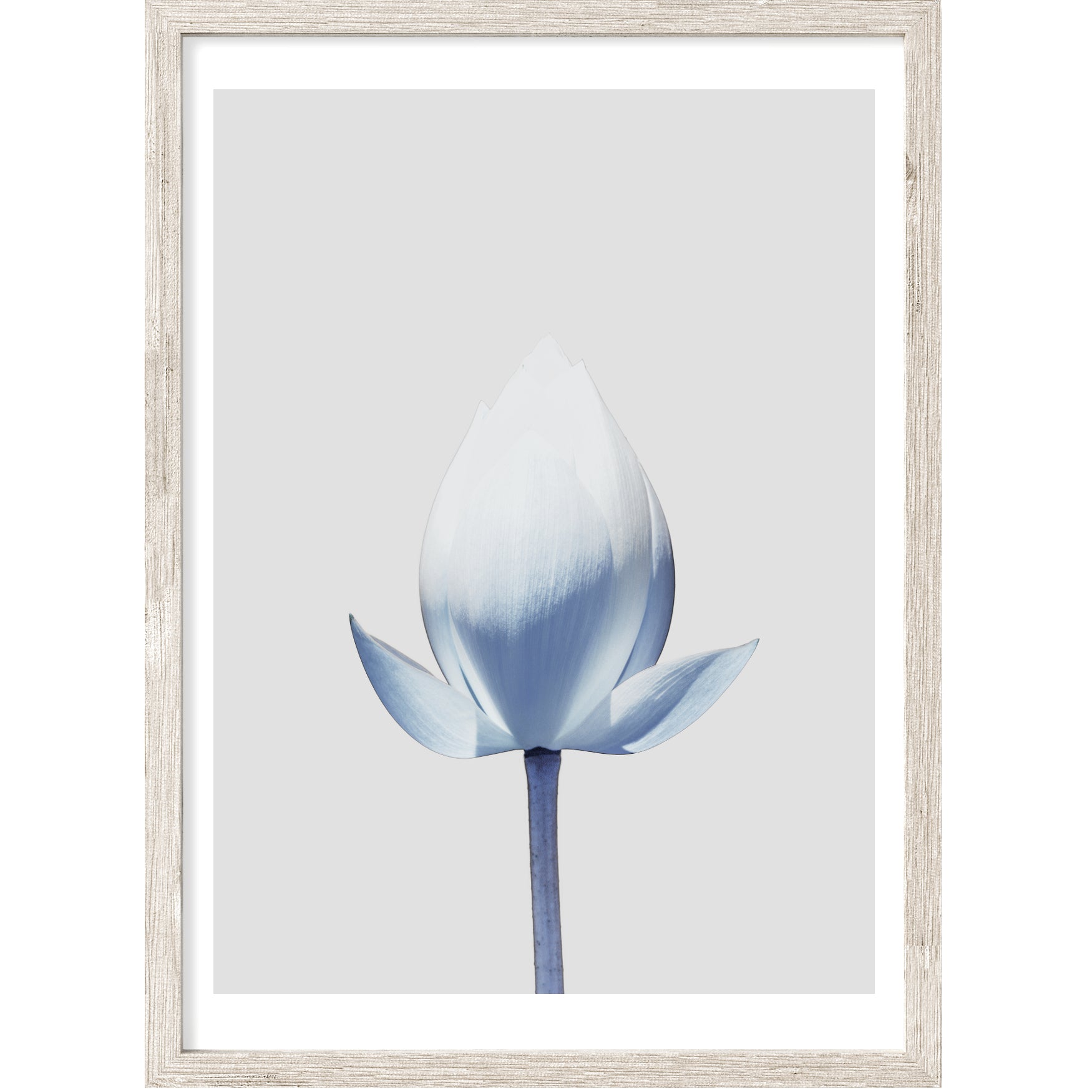Blue Lotus | Floral Wall Art | Wall Art Poster or Canvas Print – ARRTOPIA