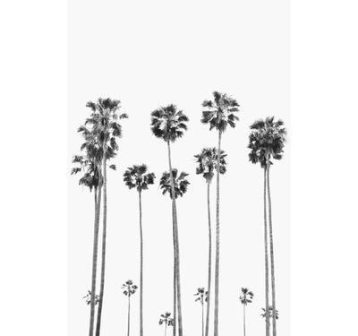 California Palms