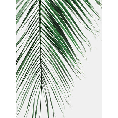 Palm Leaf IV