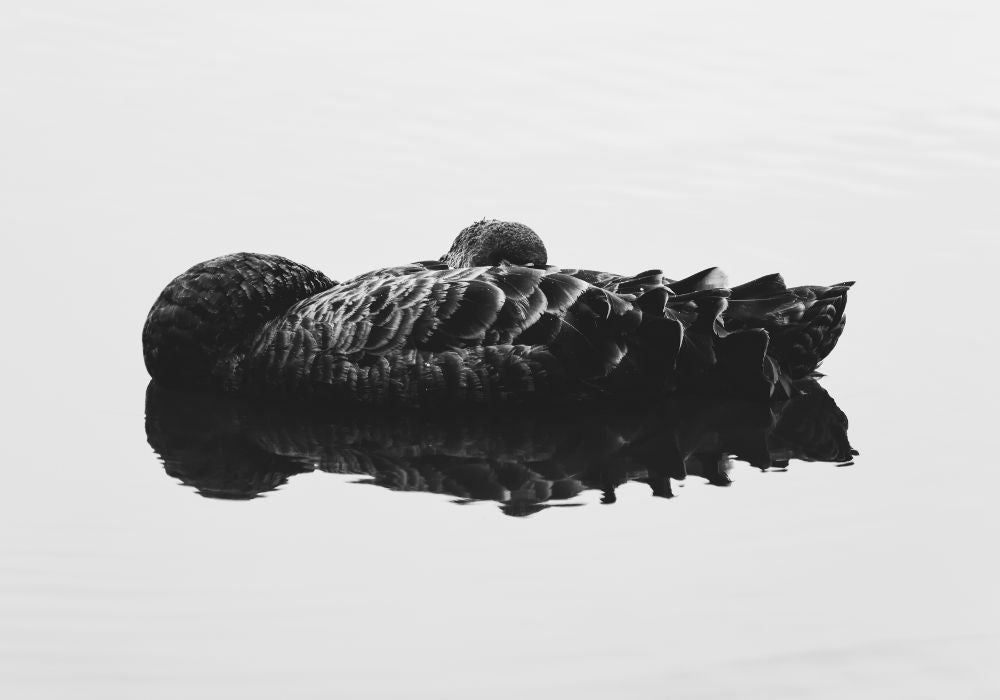 Black Swan I