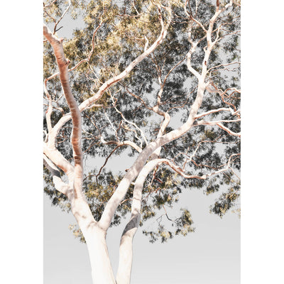 Eucalyptus Tree III