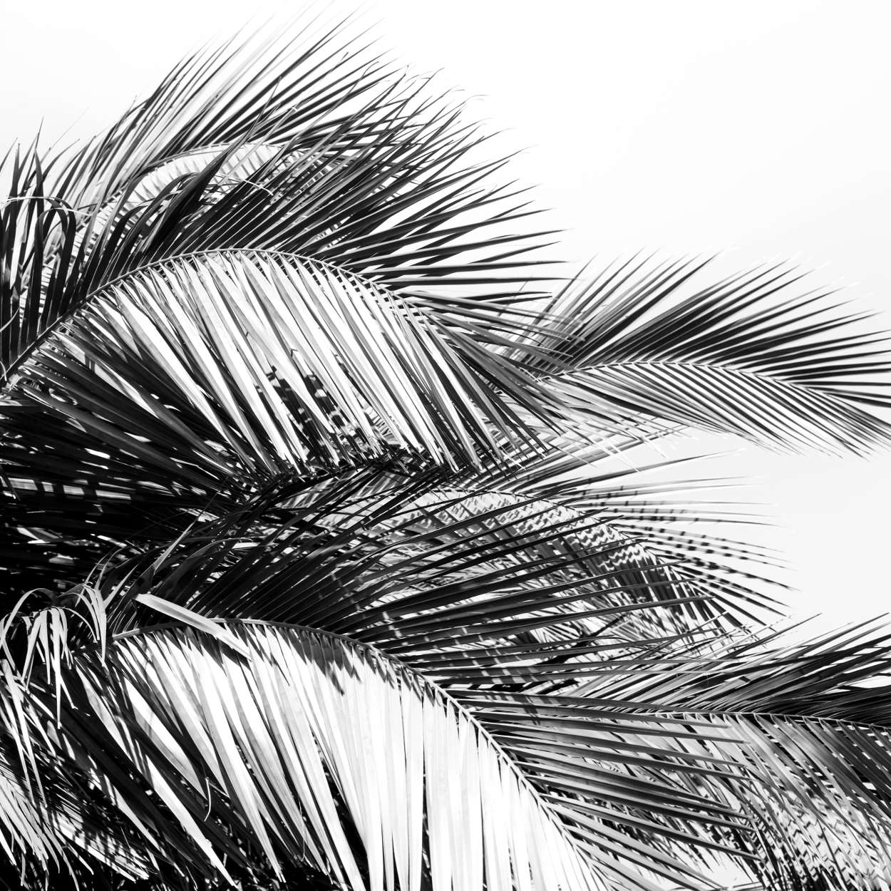 Black & White Palm Leaves I Square