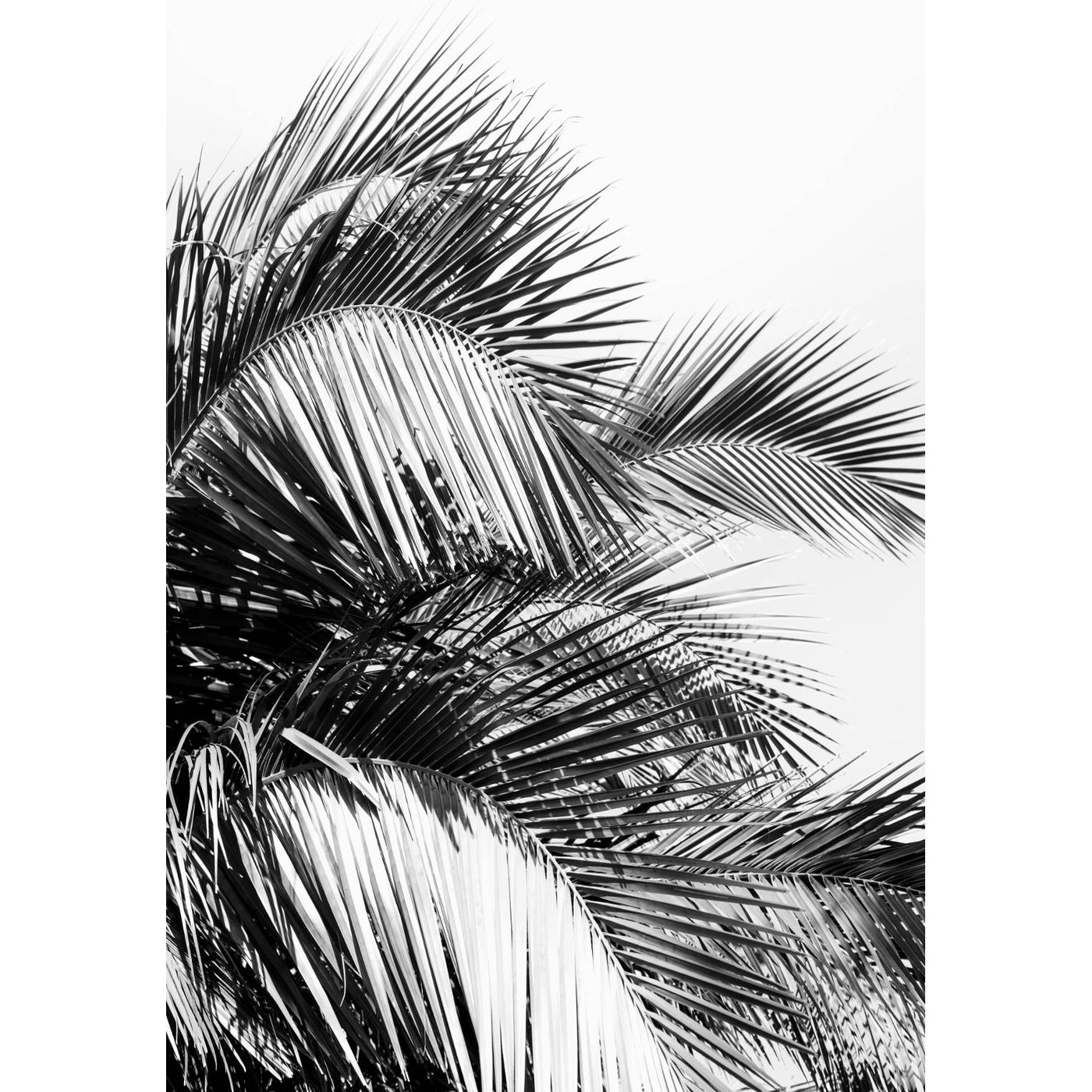 Black & White Palm Leaves I