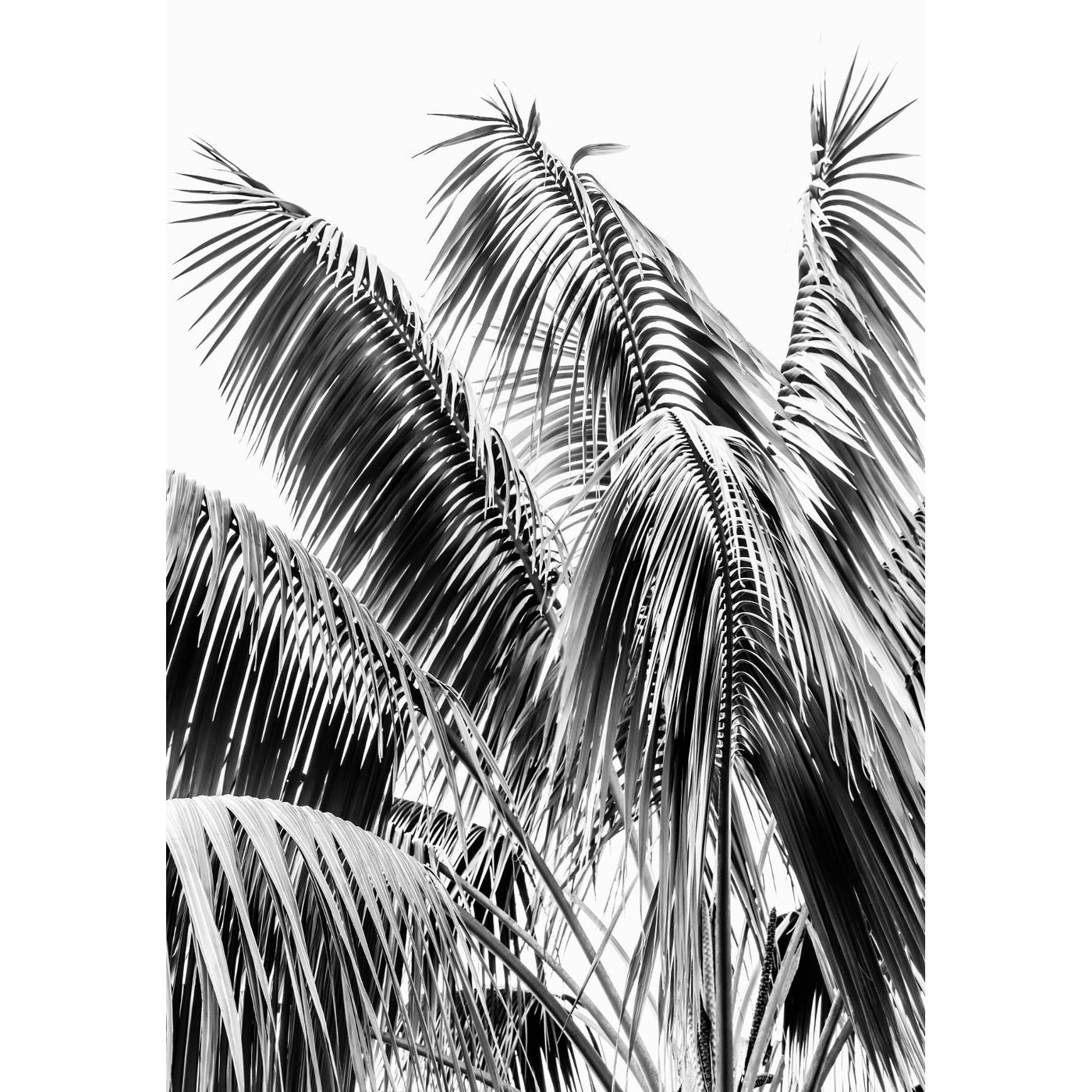 Black & White Palm Leaves II