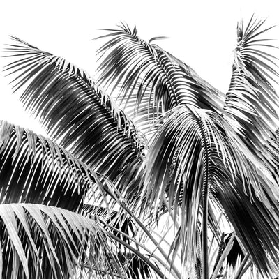 Black & White Palm Leaves II Square