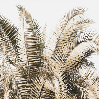 Palm Leaves III