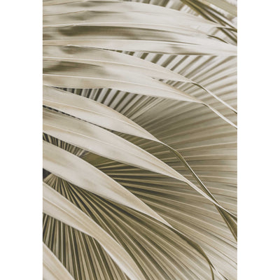 Mexican Palm Shade II