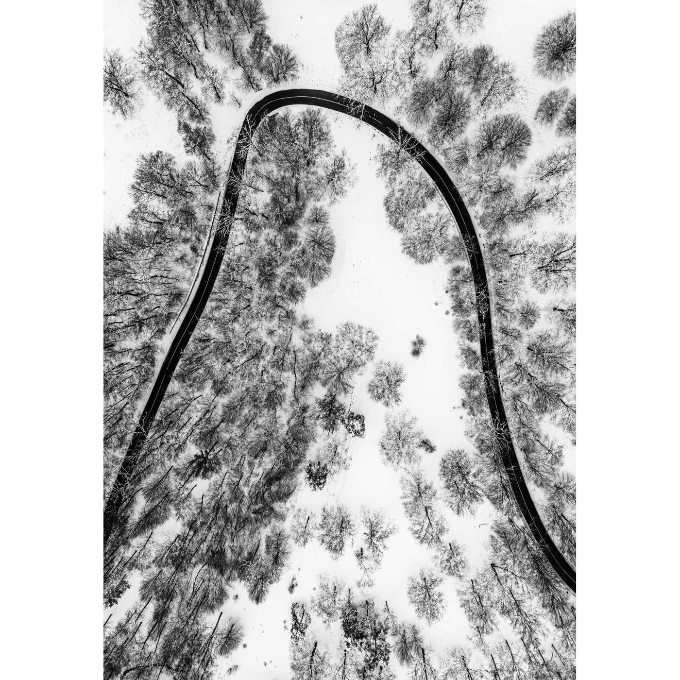 Aerial Forest II | Black & White Nature Wall Art Print