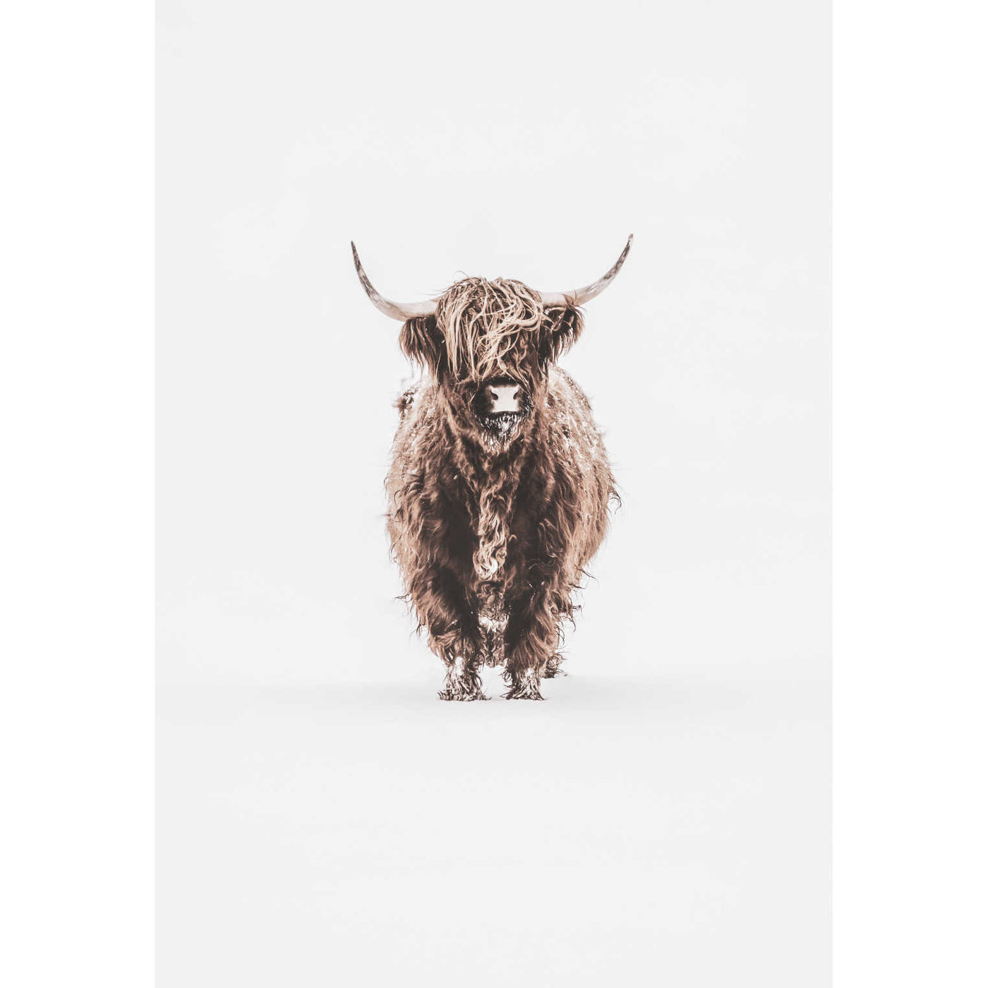 Lonely Highland Cow