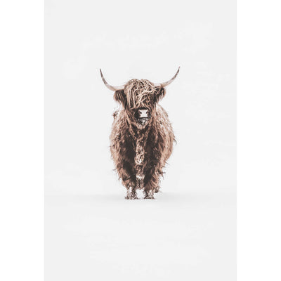 Lonely Highland Cow