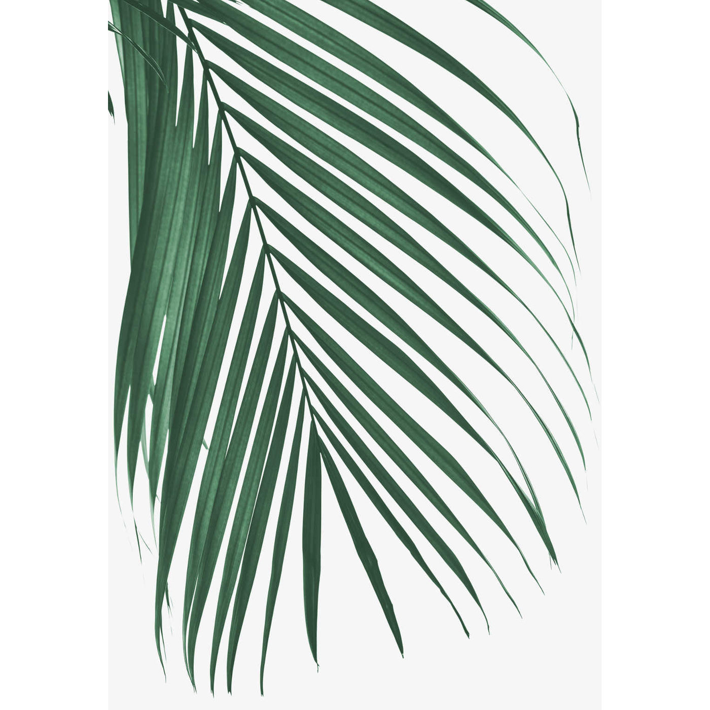 Cascade Palm Leaf