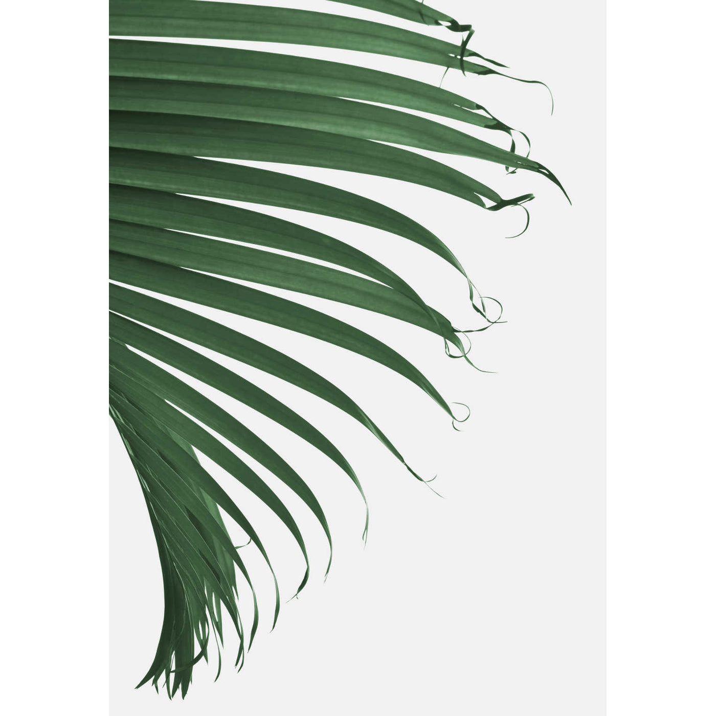 Cascade Palm Leaf II