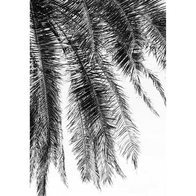 Black & White Palm Leaves Set of 2
