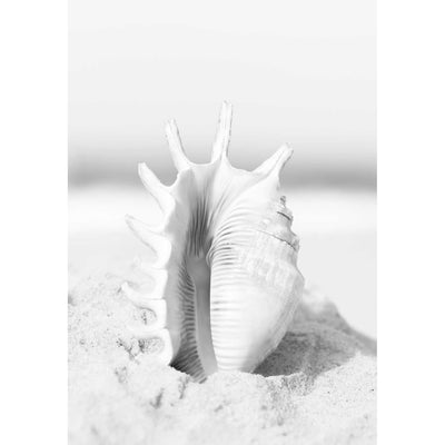 Black & White Seashell in Sand III