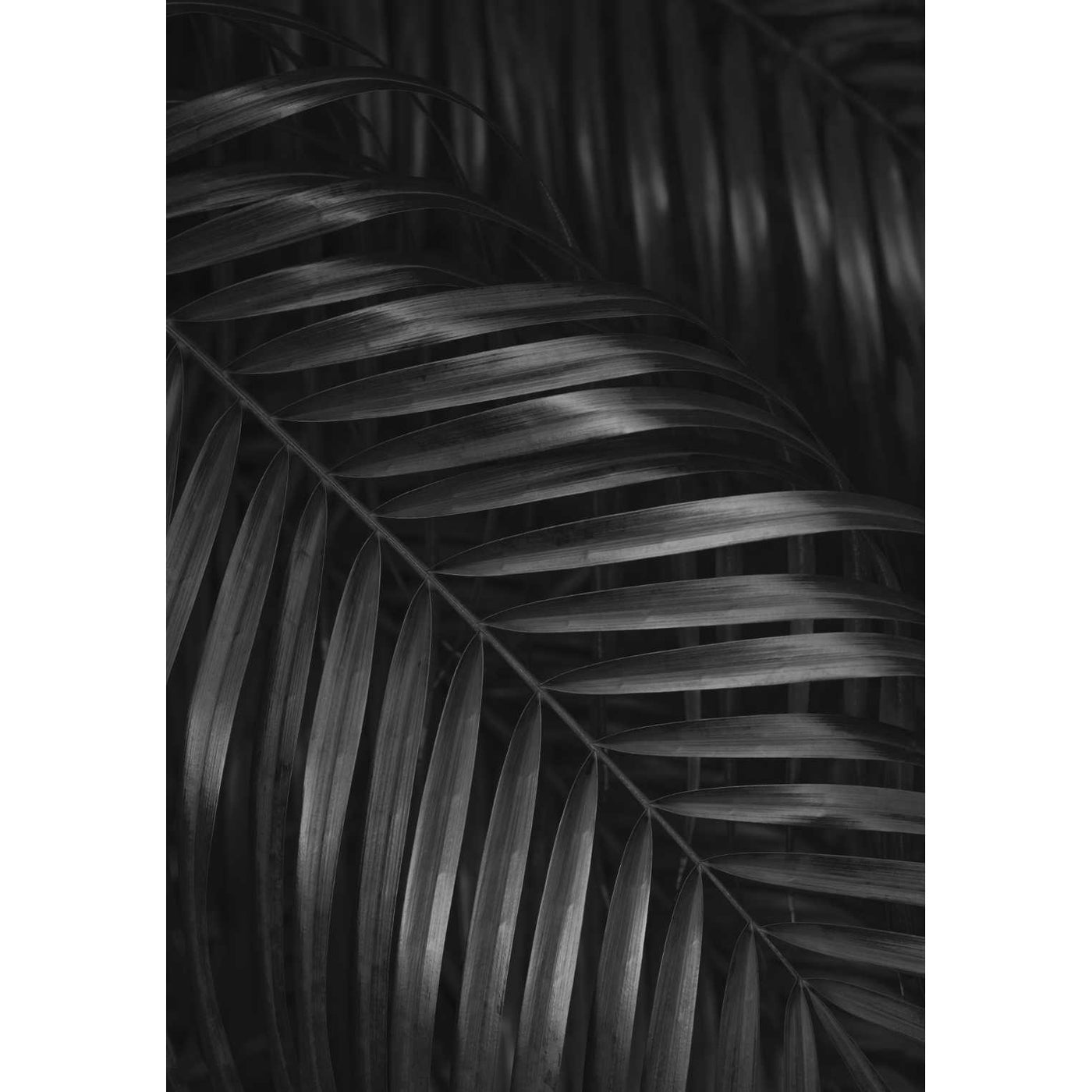 Black & White Palm Leaves III