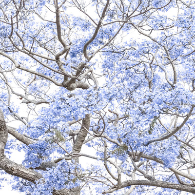 Blossoming Jacaranda