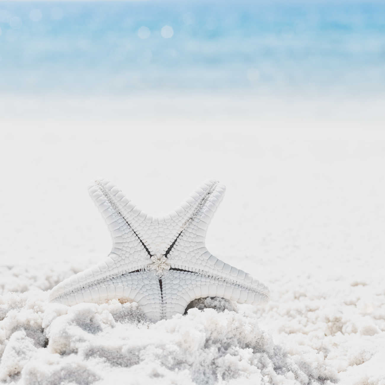 Starfish in Sand