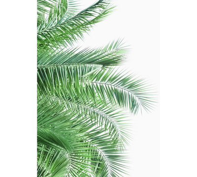 Palm Leaves IX
