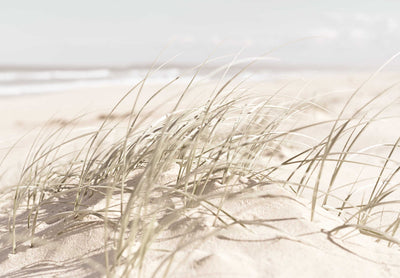 Grassy Beach Dunes