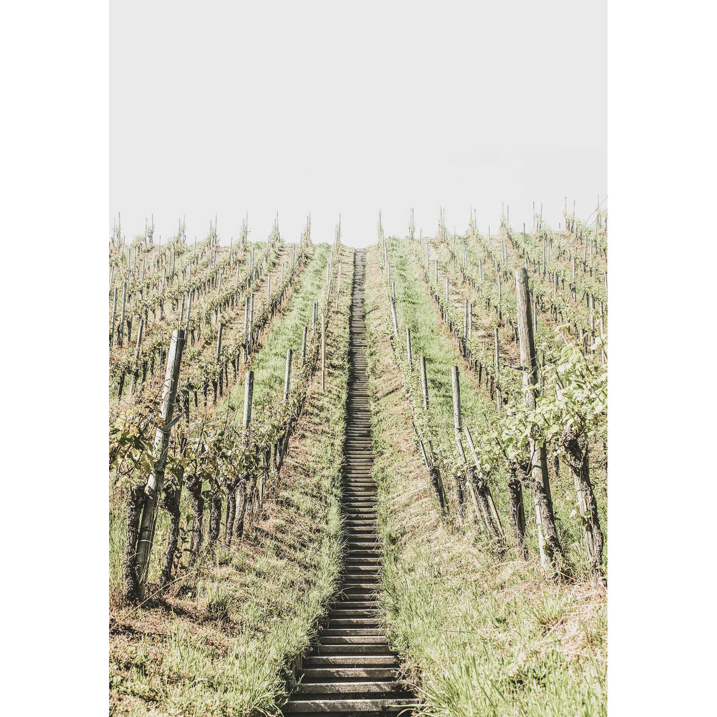 Vineyard II