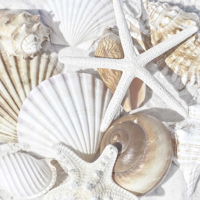 Seashells