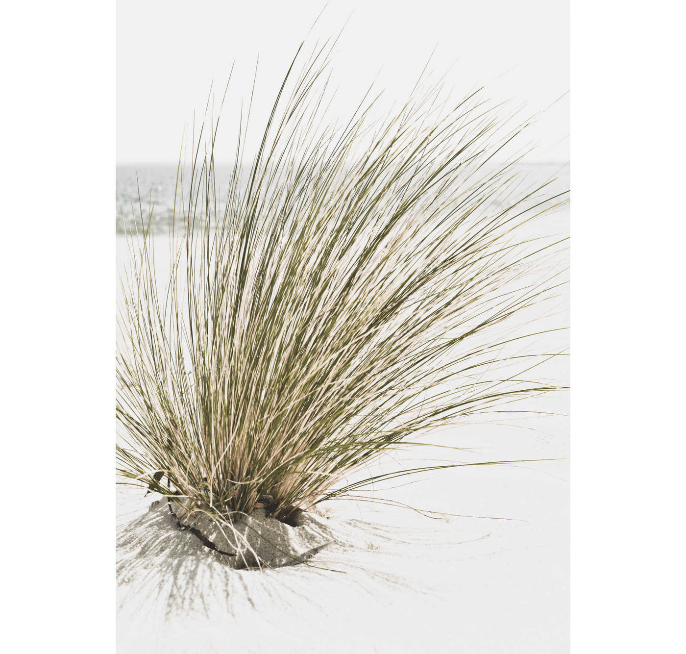 Beach Grass II