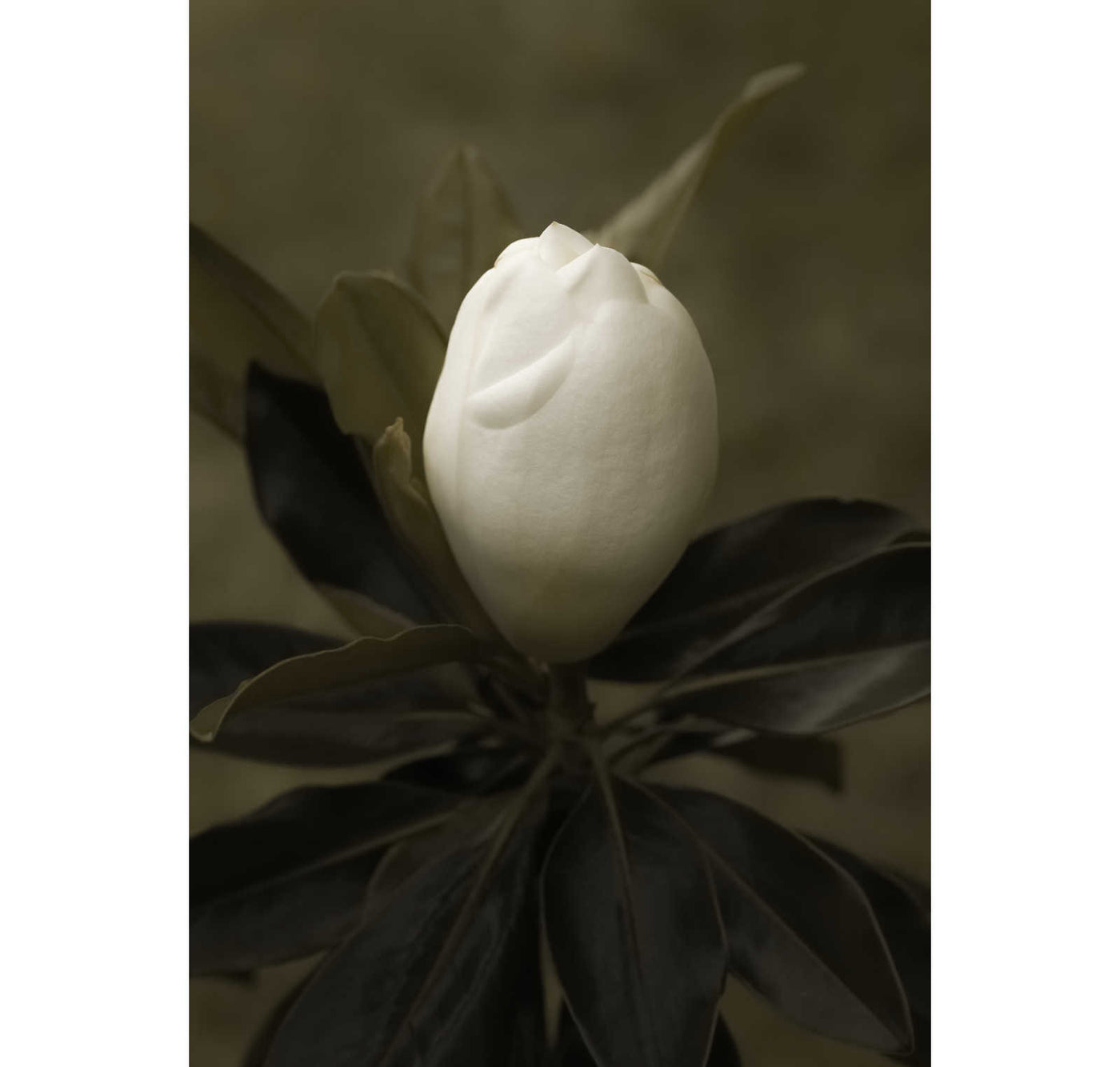 White Magnolia