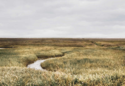 Scottish Marshland