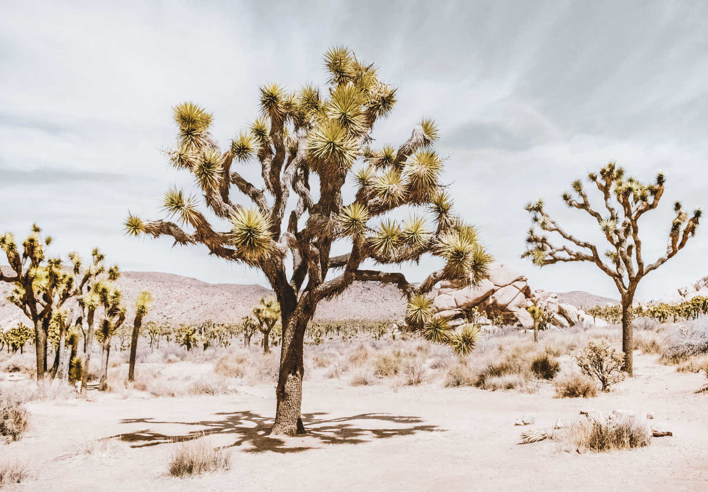 Joshua Trees