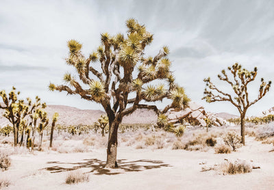 Joshua Trees