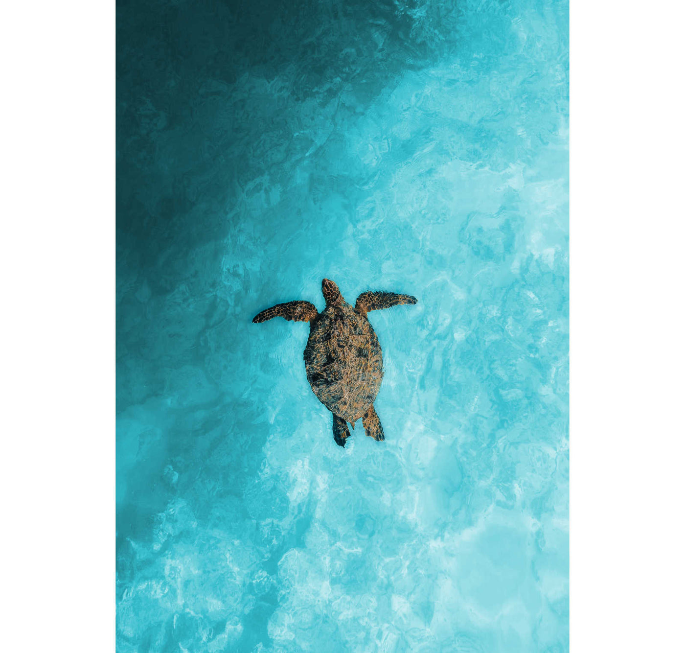 Sea Turtle