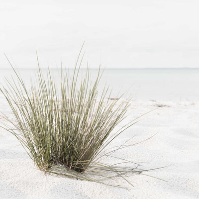 Beach Grass III