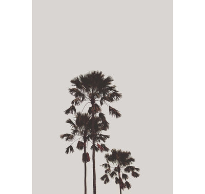 Sunset Palms