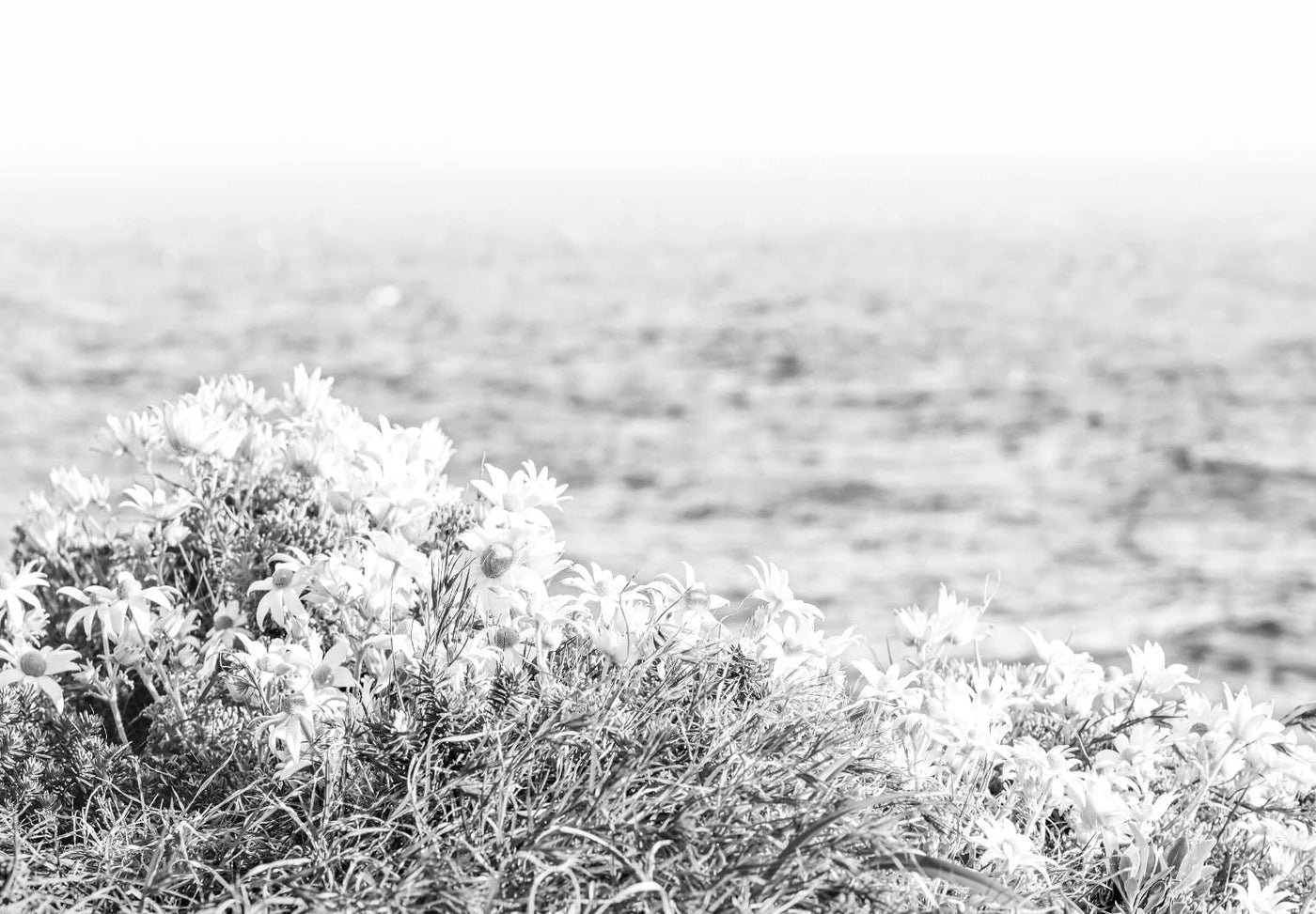 Blooming Flannel Flowers Black & White