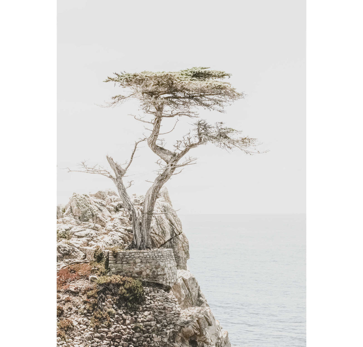 Lone Cypress