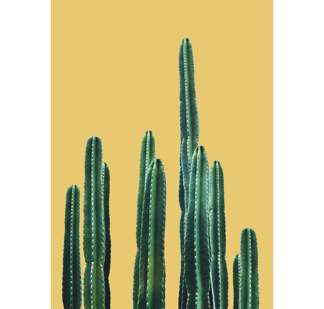 san pedro cactus shop San Pedro Cactus | Botanical Wall Art