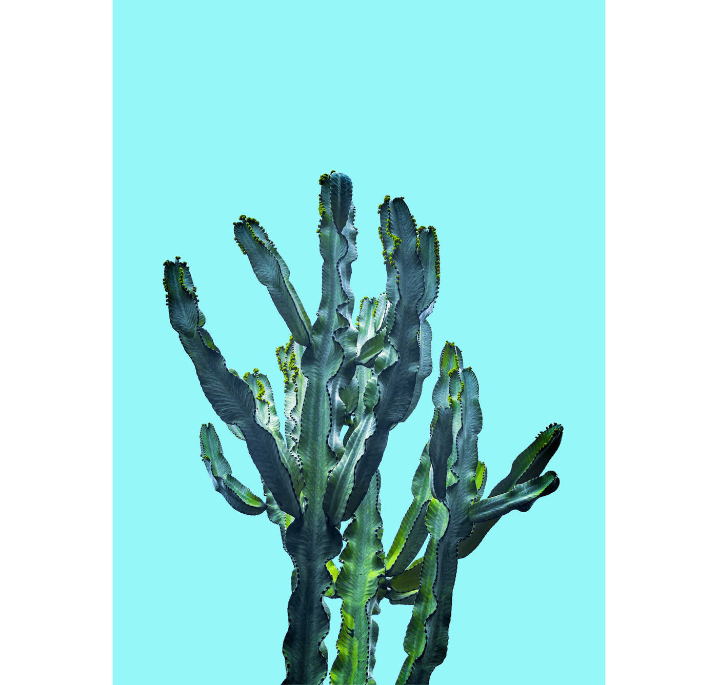 Cactus No. 2