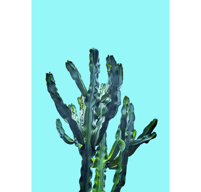 Color Pop Cacti - Set of 2