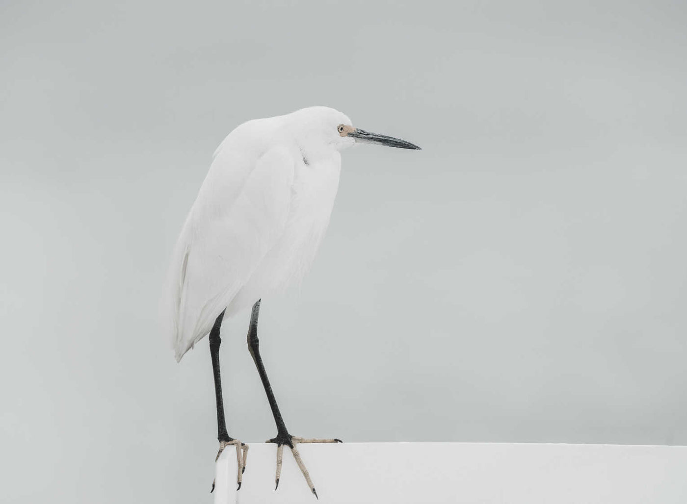 White Egret