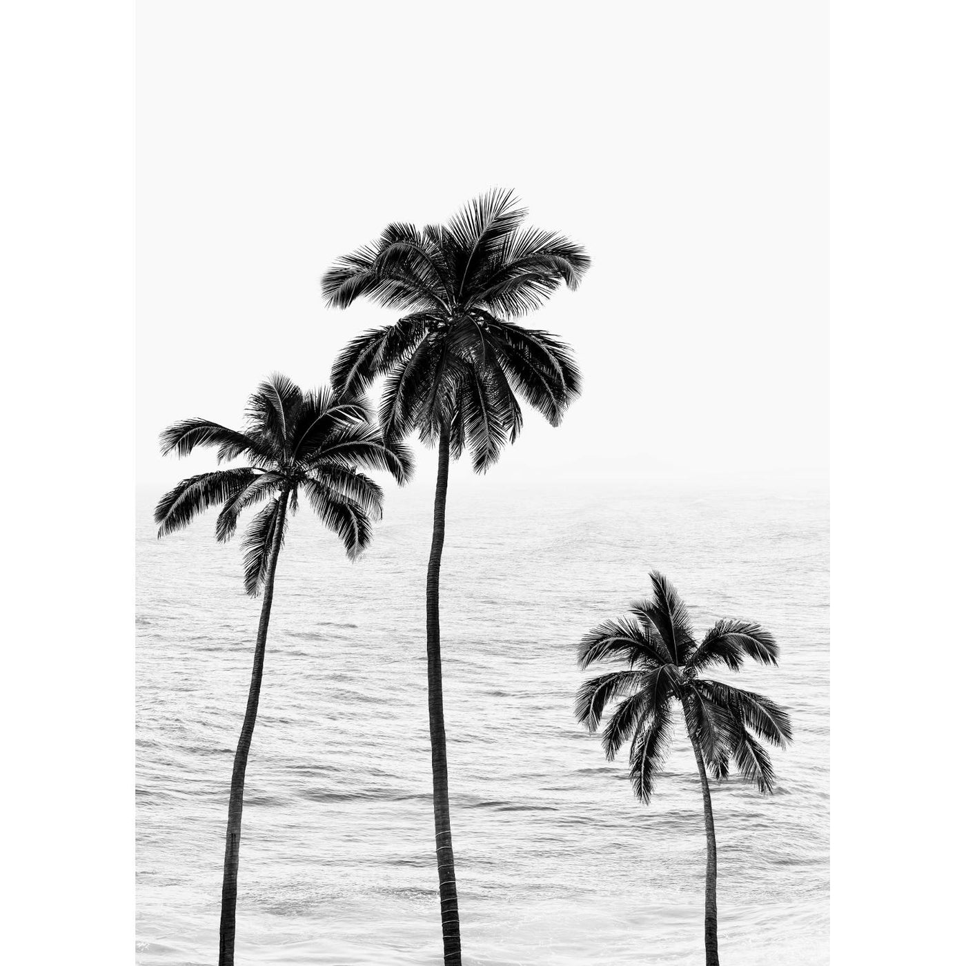 Hawaiian View Black & White