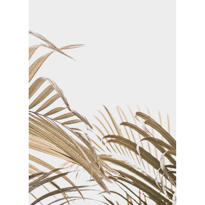 Cascade Palm View
