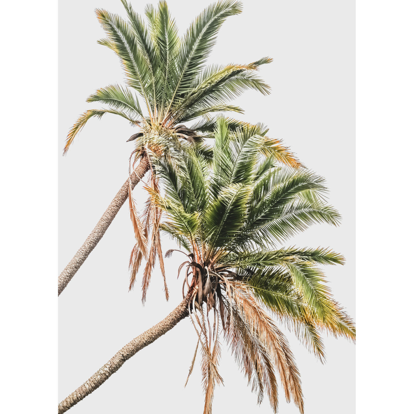 Senegal Palms