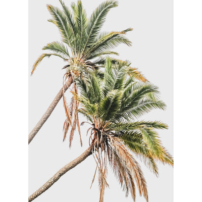 Senegal Palms