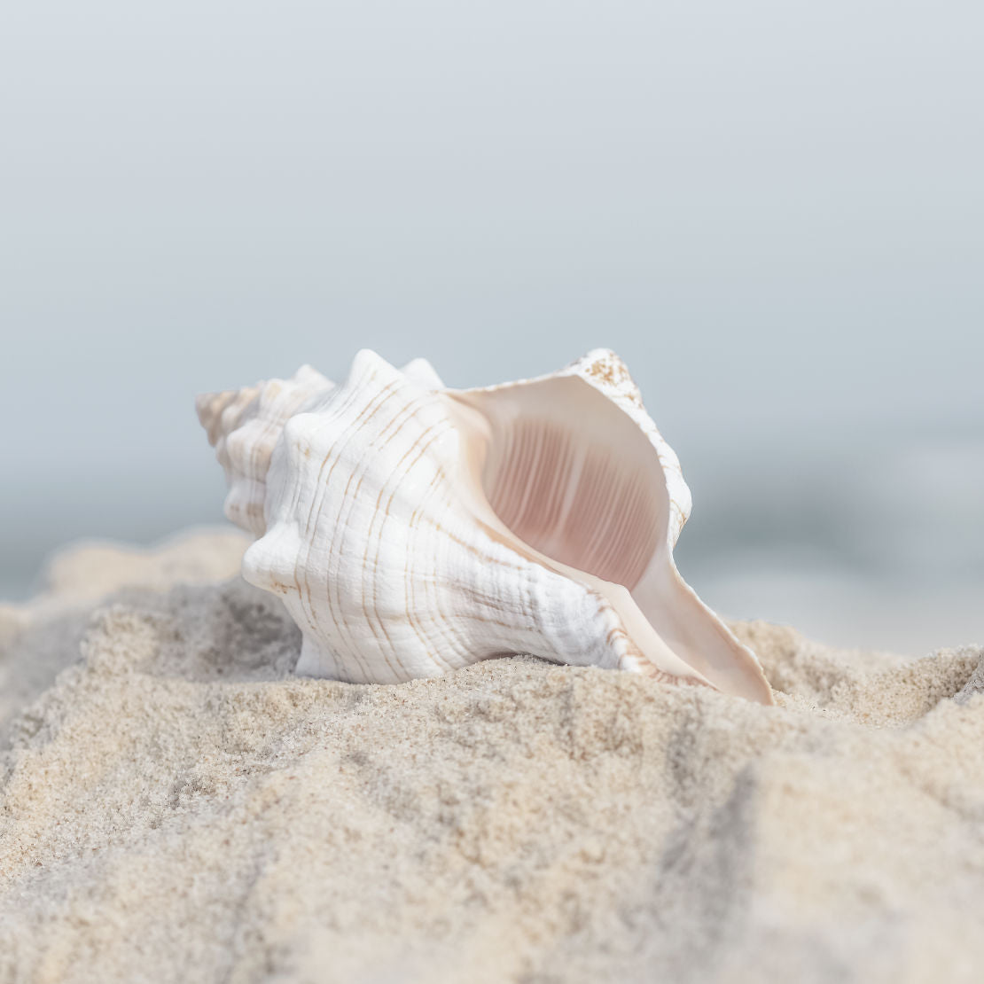 Seashell in Sand Square