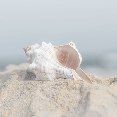 Seashell in Sand Square